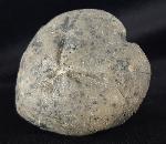 Micraster cf. schroederi STOLLEY 1891 - Bild &copy; FossNet FossilienStore